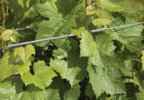 Vineyard